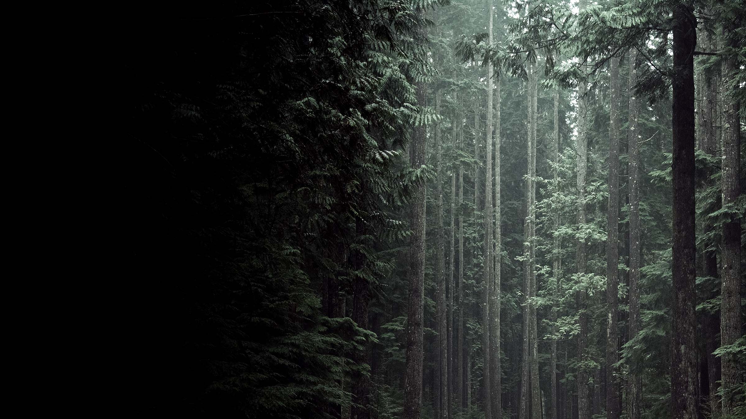 A dark forest near Vancouver BC